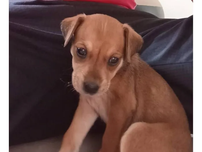 Cachorro raça SRD-ViraLata idade 2 a 6 meses nome paçoca 