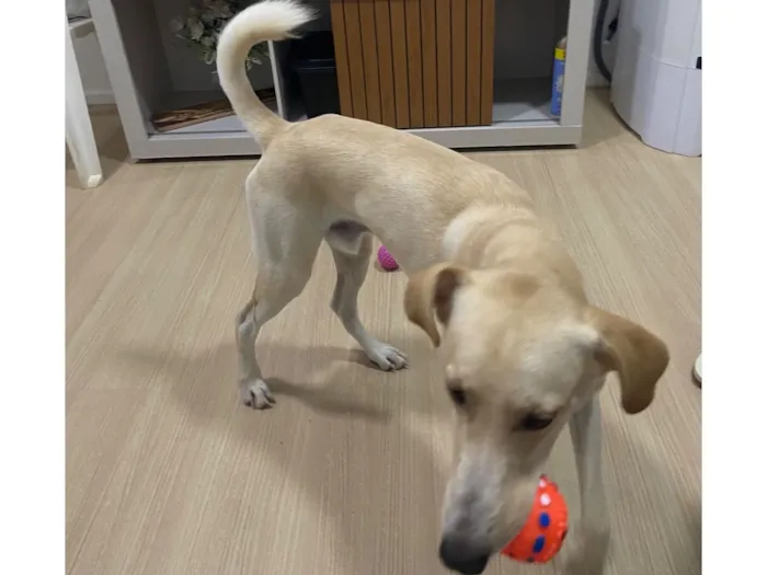 Cachorro raça SRD-ViraLata idade 1 ano nome Ney