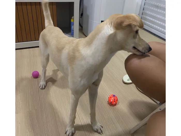 Cachorro raça SRD-ViraLata idade 1 ano nome Ney