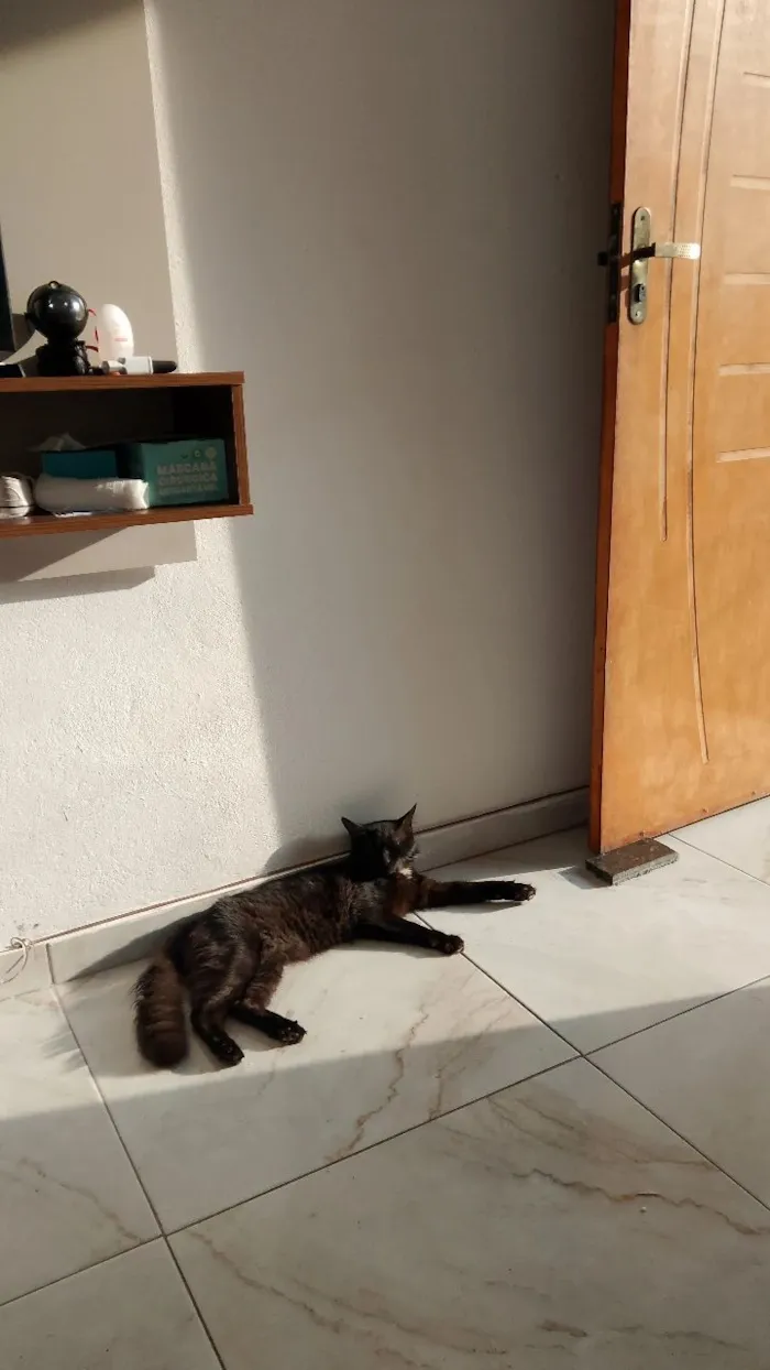 Gato raça SRD-ViraLata idade 2 anos nome Oliver 