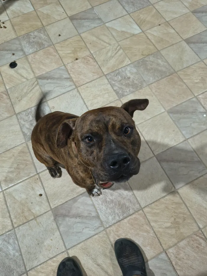 Cachorro raça Pit-Bull idade 1 ano nome Tobias