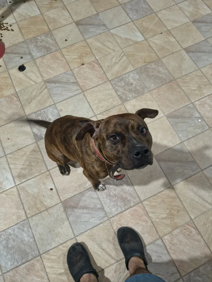 Cachorro raça Pit-Bull idade 1 ano nome Tobias