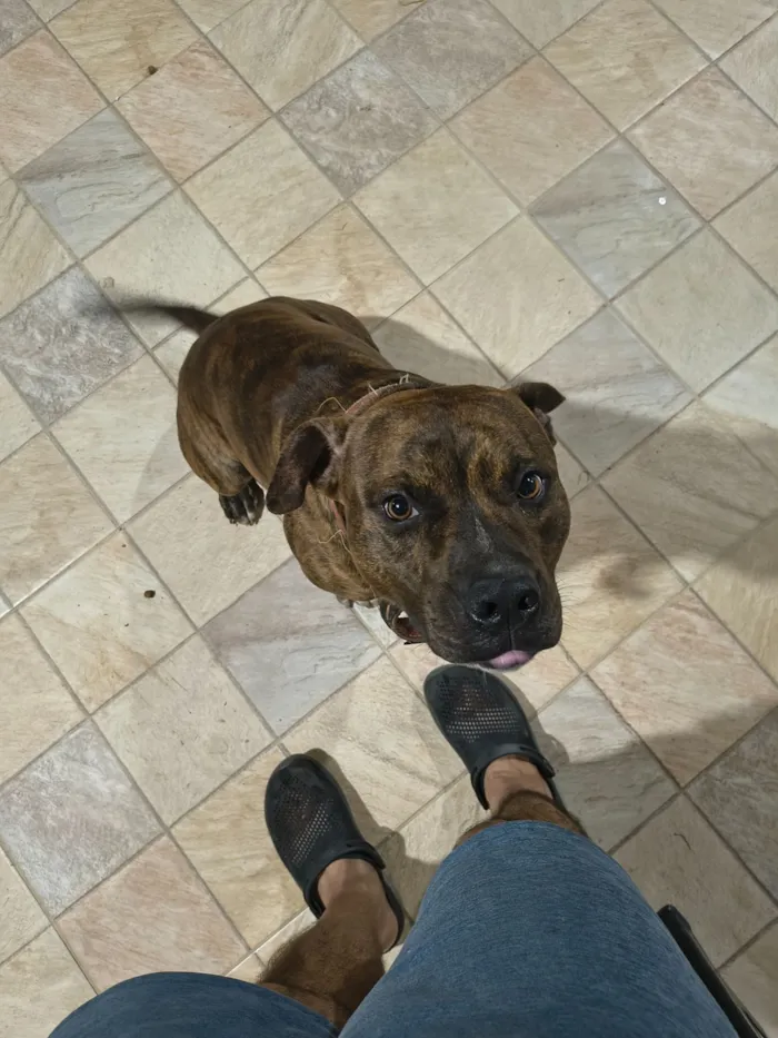 Cachorro raça Pit-Bull idade 1 ano nome Tobias