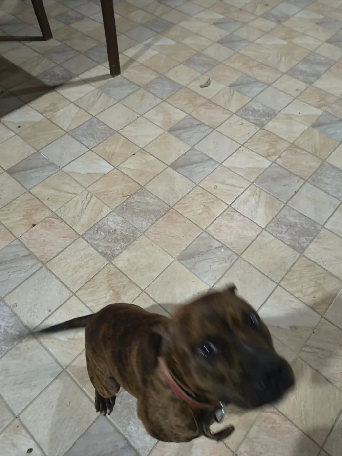 Cachorro raça Pit-Bull idade 1 ano nome Tobias