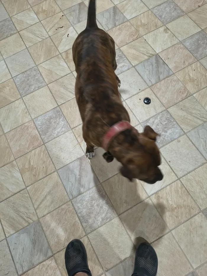 Cachorro raça Pit-Bull idade 1 ano nome Tobias