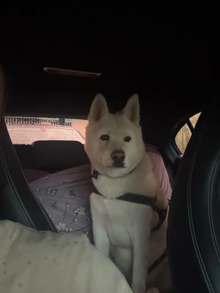 Cachorro raça SRD-ViraLata idade 6 ou mais anos nome Thor