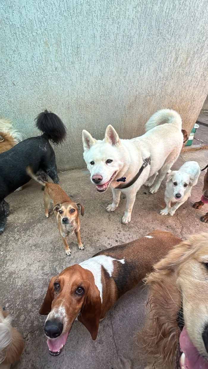 Cachorro raça SRD-ViraLata idade 6 ou mais anos nome Thor