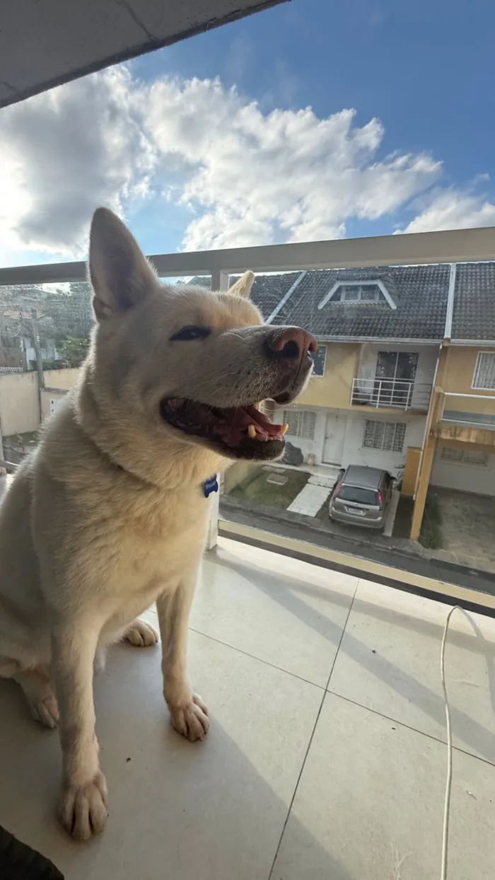 Cachorro raça SRD-ViraLata idade 6 ou mais anos nome Thor