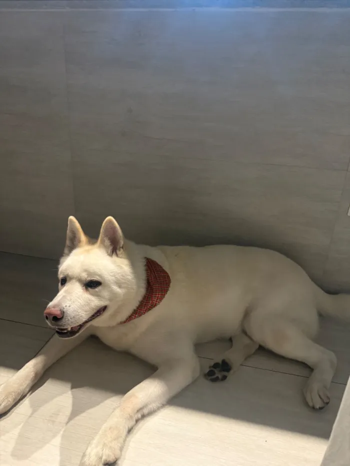 Cachorro raça SRD-ViraLata idade 6 ou mais anos nome Thor