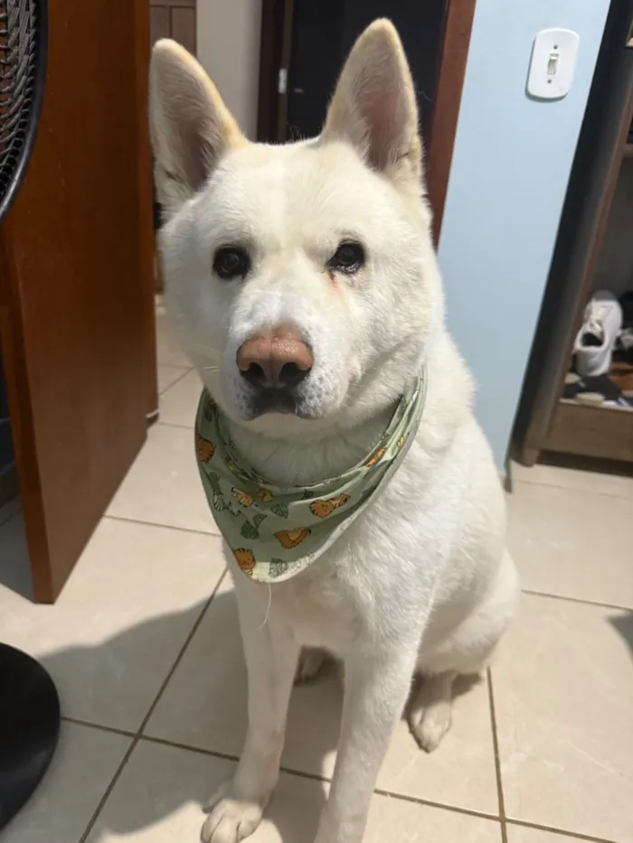 Cachorro raça SRD-ViraLata idade 6 ou mais anos nome Thor