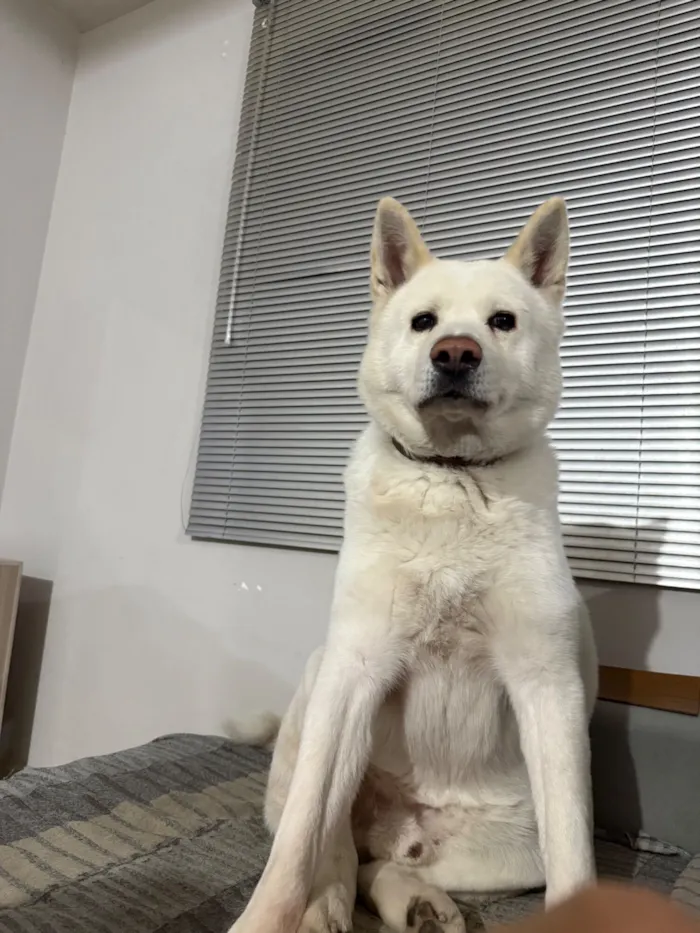 Cachorro raça SRD-ViraLata idade 6 ou mais anos nome Thor