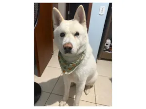 Cachorro raça SRD-ViraLata idade 6 ou mais anos nome Thor