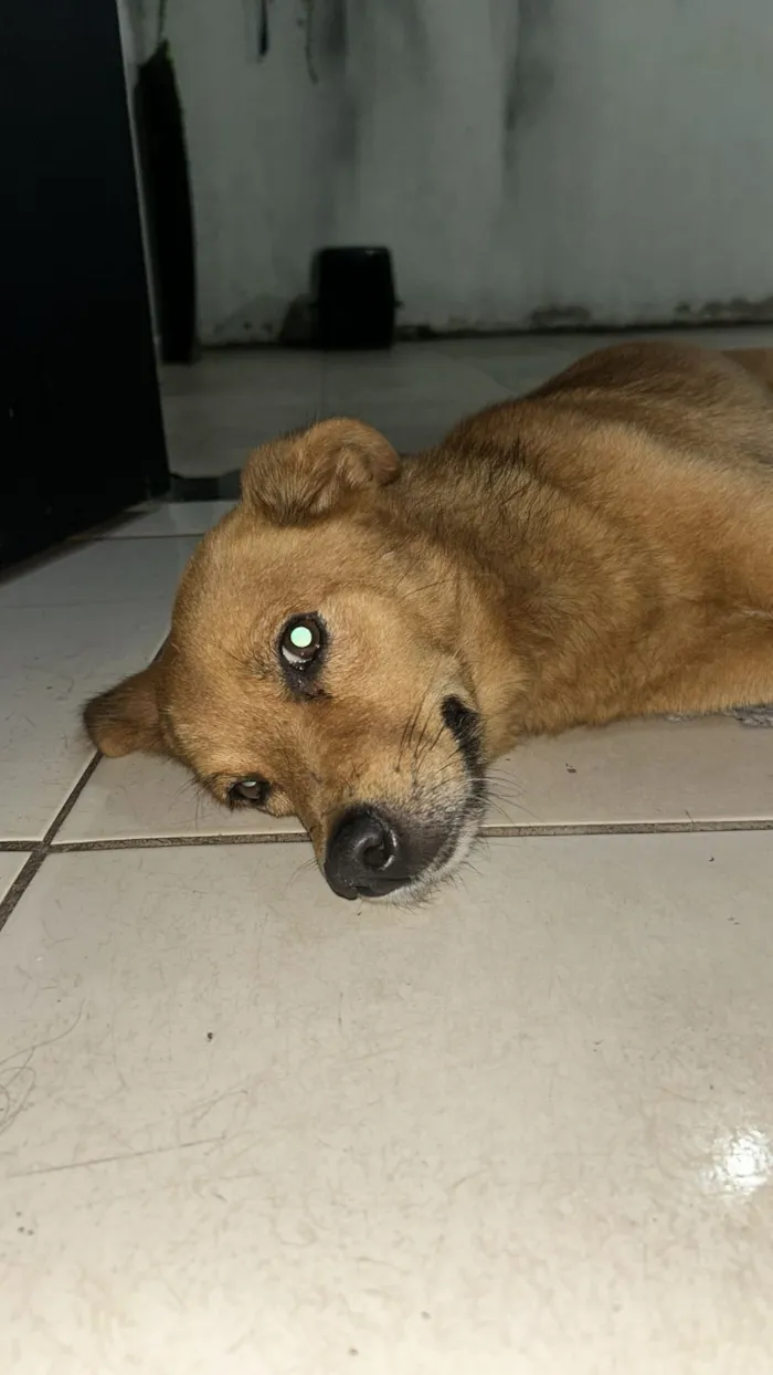 Cachorro raça SRD-ViraLata idade 1 ano nome pitoco