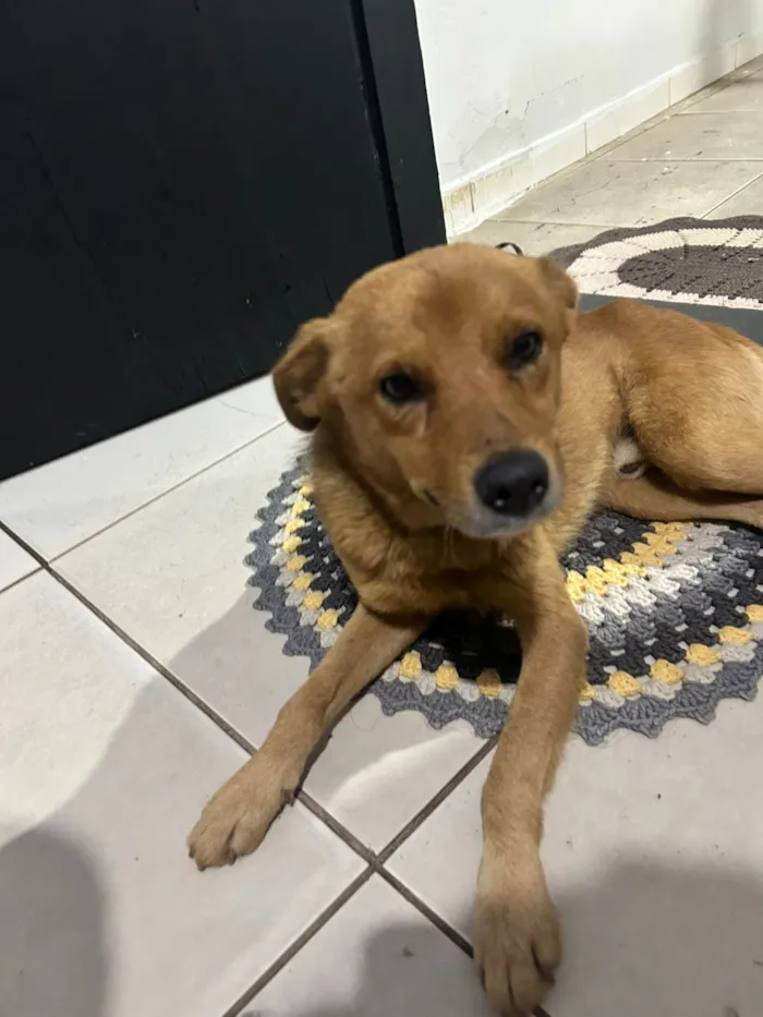 Cachorro raça SRD-ViraLata idade 1 ano nome pitoco