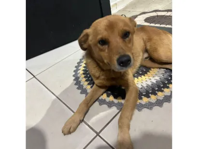 Cachorro raça SRD-ViraLata idade 1 ano nome pitoco