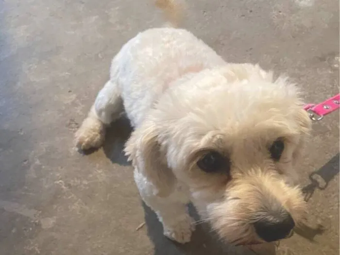 Cachorro raça Poodle idade 2 anos nome Mavie