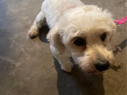 Cachorro raça Poodle idade 2 anos nome Mavie