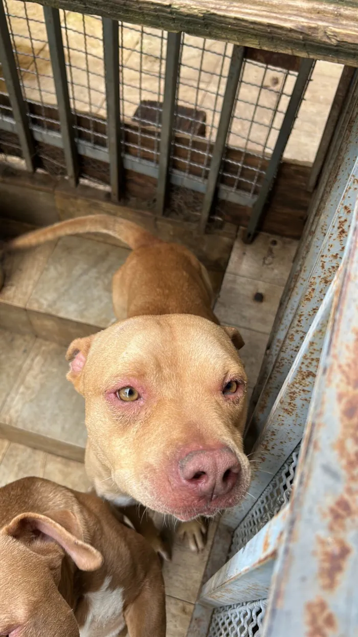 Cachorro raça Pit-Bull idade 2 anos nome Steve