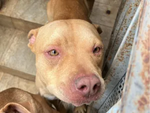 Cachorro raça Pit-Bull idade 2 anos nome Steve