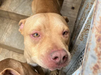 Cachorro raça Pit-Bull idade 2 anos nome Steve