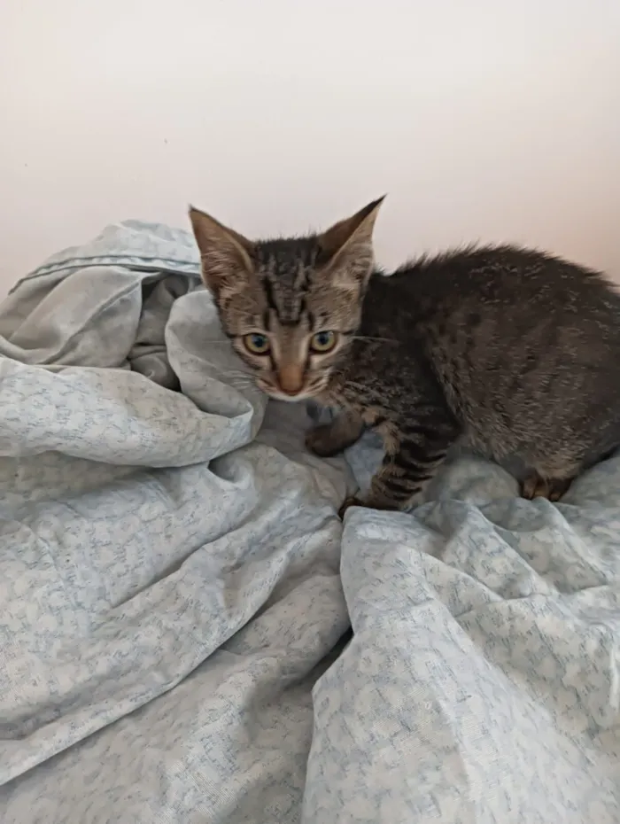 Gato raça SRD-ViraLata idade 2 a 6 meses nome Dengosa 