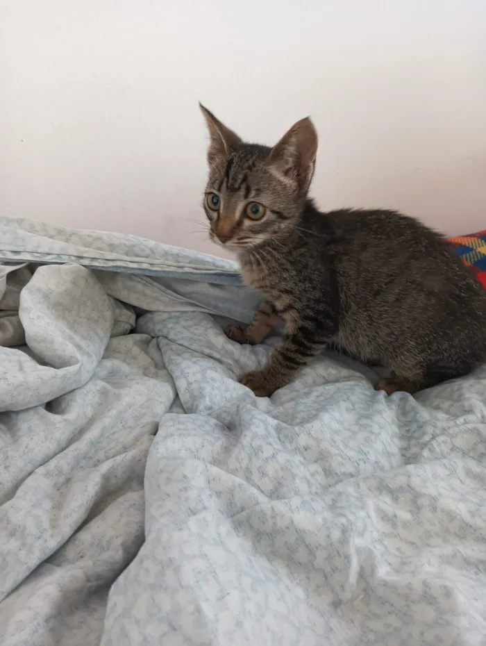 Gato raça SRD-ViraLata idade 2 a 6 meses nome Dengosa 