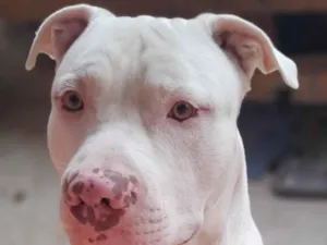 Cachorro raça Pit-Bull idade 1 ano nome Thor