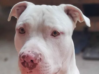 Cachorro raça Pit-Bull idade 1 ano nome Thor