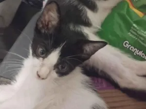 Gato raça SRD-ViraLata idade 7 a 11 meses nome sem nome
