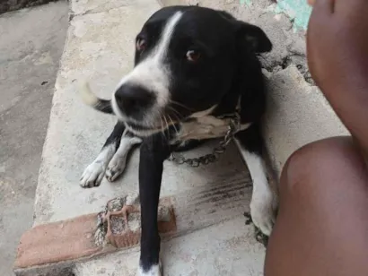 Cachorro raça SRD-ViraLata idade 6 ou mais anos nome Tô 