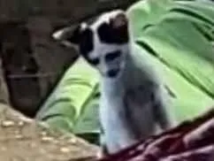 Gato raça SRD-ViraLata idade 2 a 6 meses nome floquinha