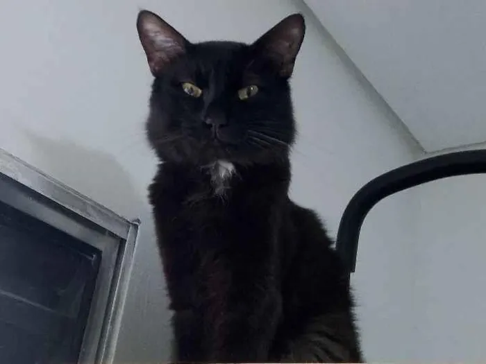 Gato raça SRD-ViraLata idade 2 anos nome Oliver 