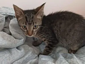 Gato raça SRD-ViraLata idade 2 a 6 meses nome Dengosa 