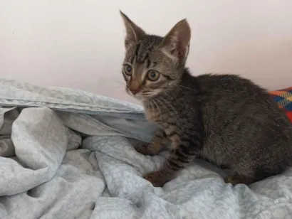 Gato raça SRD-ViraLata idade 2 a 6 meses nome Dengosa 