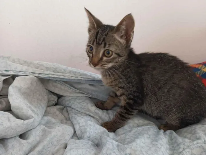 Gato raça SRD-ViraLata idade 2 a 6 meses nome Dengosa 