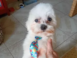 Cachorro raça Maltês idade 6 ou mais anos nome Floquinho