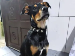 Cachorro raça SRD-ViraLata idade 2 a 6 meses nome sem nome