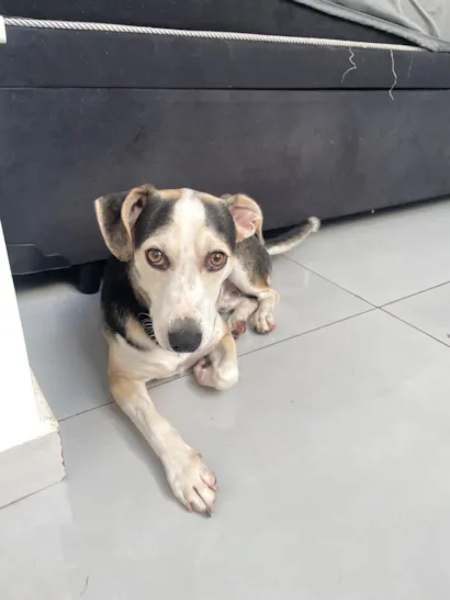 Cachorro raça SRD-ViraLata idade 7 a 11 meses nome Bob