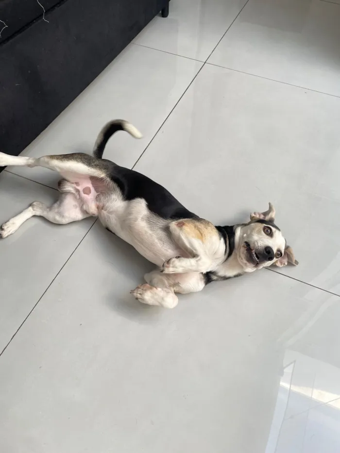 Cachorro raça SRD-ViraLata idade 7 a 11 meses nome Bob