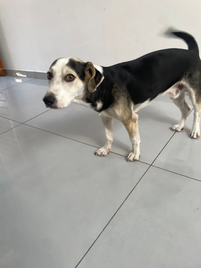Cachorro raça SRD-ViraLata idade 7 a 11 meses nome Bob