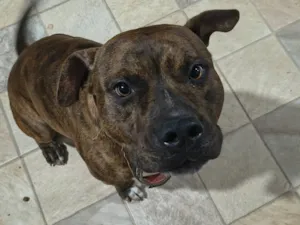 Cachorro raça Pit-Bull idade 1 ano nome Tobias