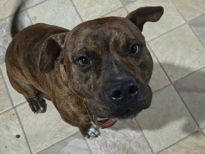 Cachorro raça Pit-Bull idade 1 ano nome Tobias