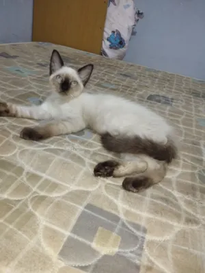 Gato raça Siamês idade 2 a 6 meses nome GATINHA SIAMÊS - 3 MÊS 