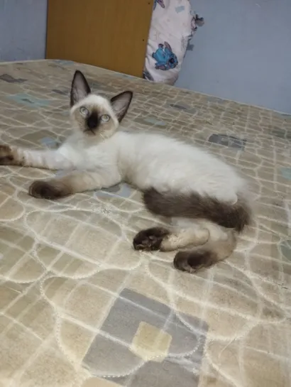 Gato raça Siamês idade 2 a 6 meses nome GATINHA SIAMÊS - 3 MÊS 