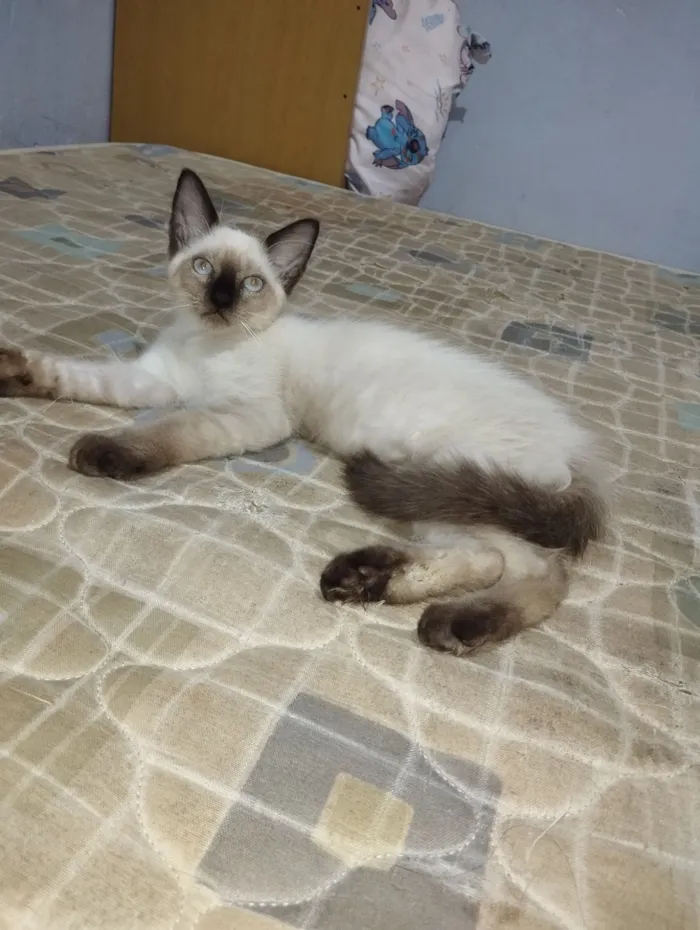 Gato raça Siamês idade 2 a 6 meses nome GATINHA SIAMÊS - 3 MÊS 