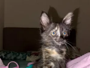 Gato raça Angorá idade 2 a 6 meses nome Lola - 3 mês 