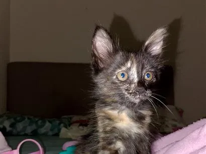 Gato raça Angorá idade 2 a 6 meses nome Lola - 3 mês 