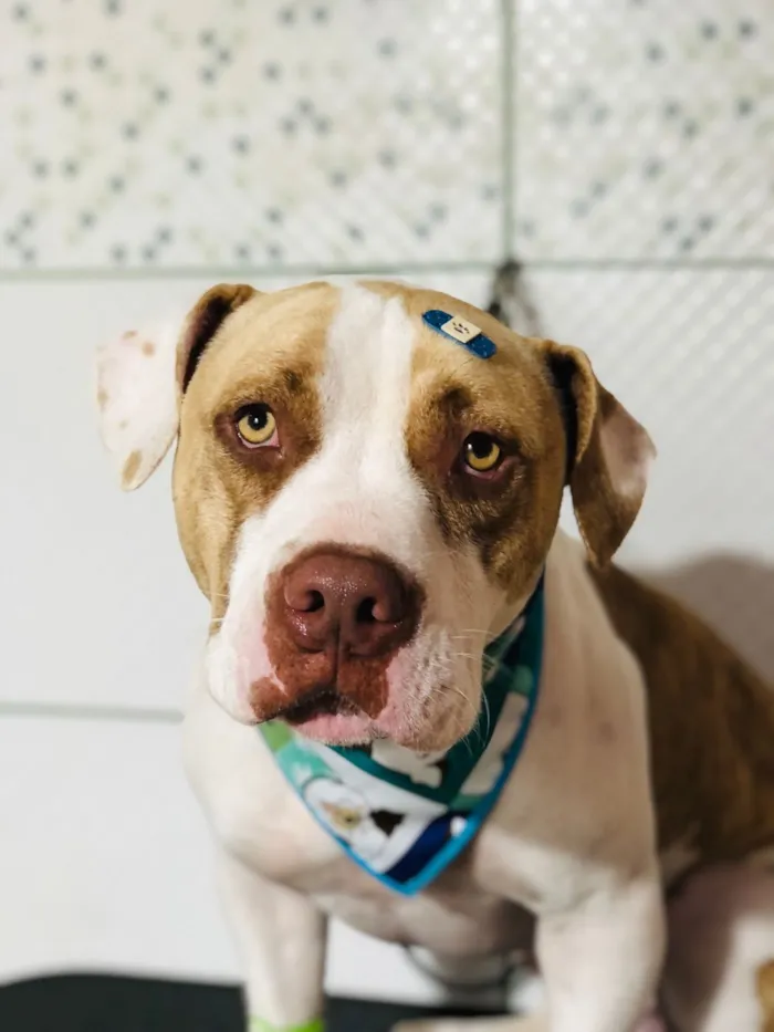 Cachorro raça Pit-Bull idade 2 anos nome Olaf 