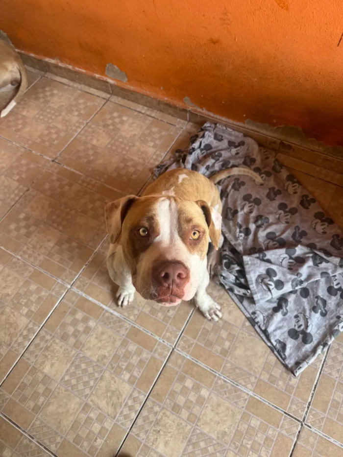 Cachorro raça Pit-Bull idade 2 anos nome Olaf 