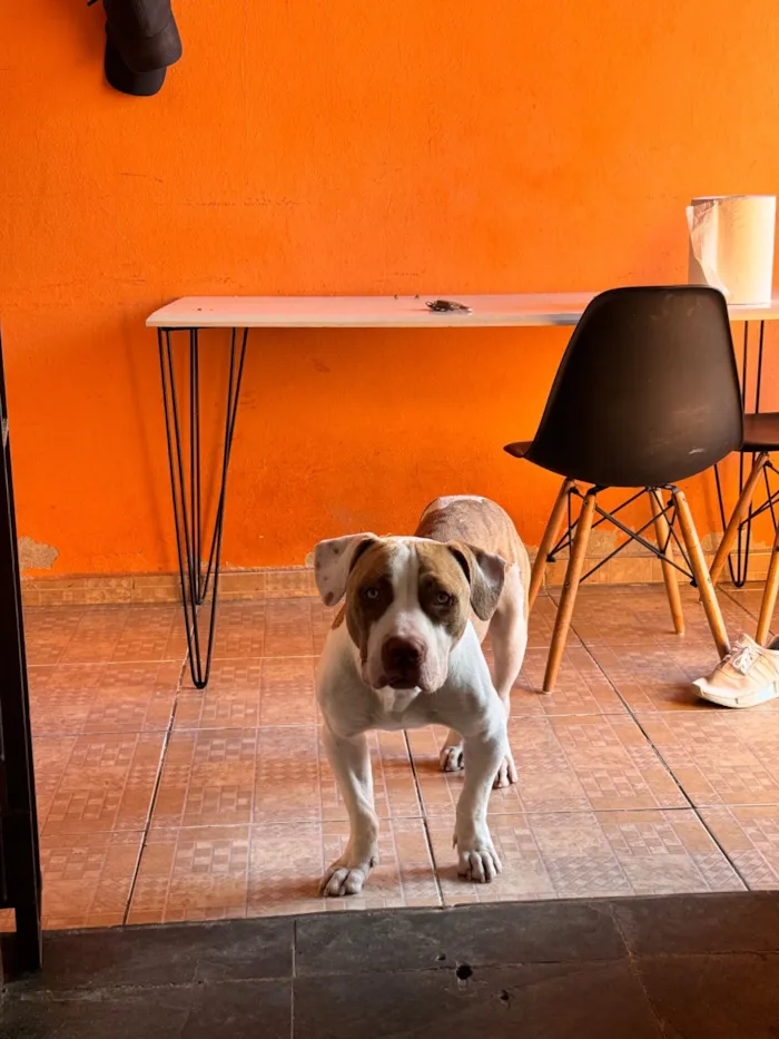 Cachorro raça Pit-Bull idade 2 anos nome Olaf 